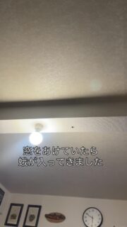 冬本番。
一緒に暮らす黒猫のお豆ちゃんも、
毛がすっかりモサモサです。